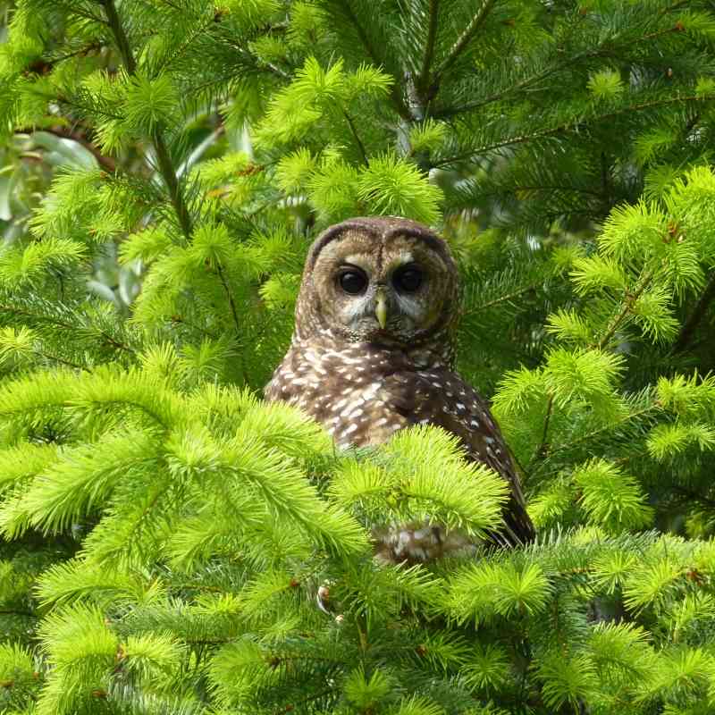Northern Spotted Owl - Rosenburg - Oregon