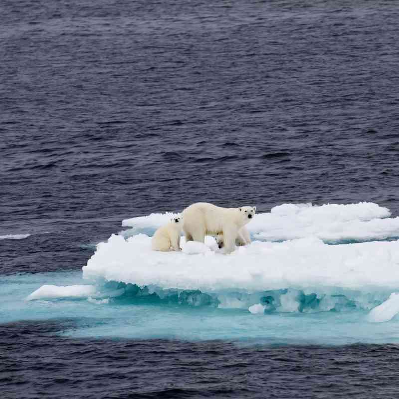 Polar Bear Mother with Two Cubs on Ice Floe