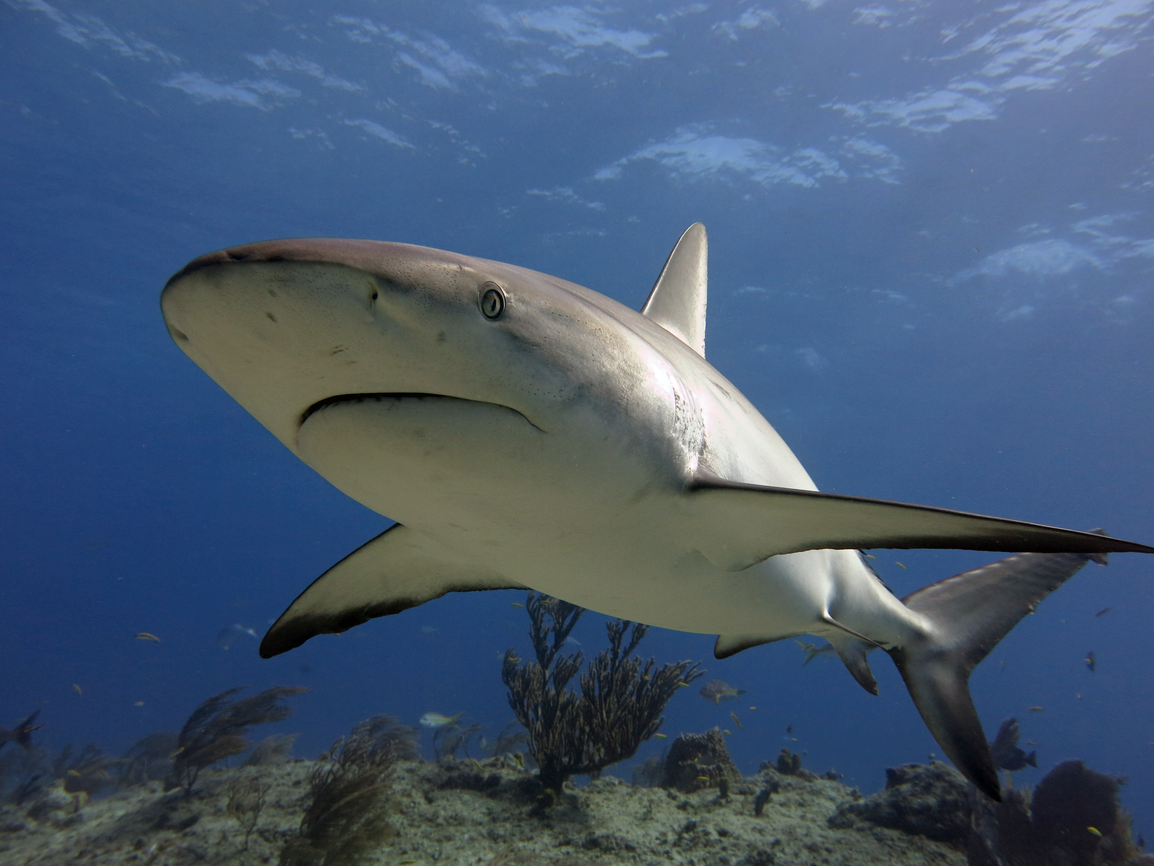 Caribbean Reef Shark Swimming over Ocean Floor - Bahamas