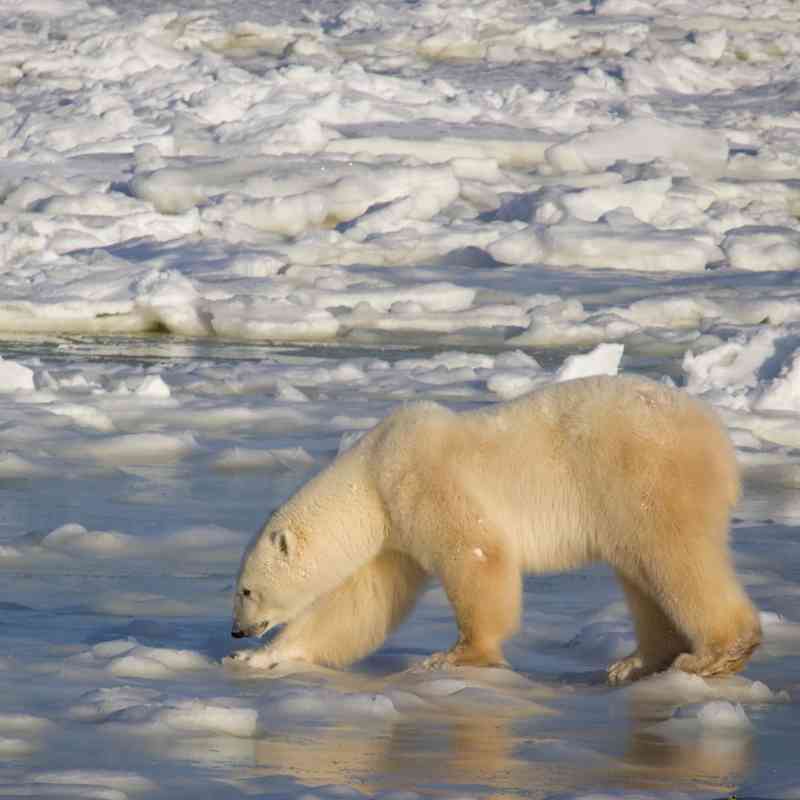 Polar Bear Crossing the Melting Ice - Churchill - Manitoba - Canada