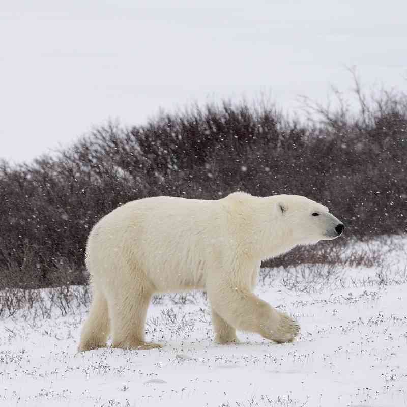 Wandering Polar Bears - Hudson Bay - Churchill - Manitoba - Canada