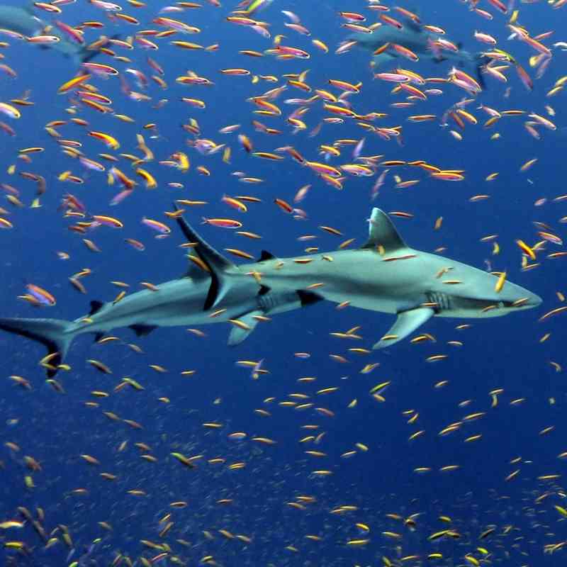 Grey Reef Sharks 