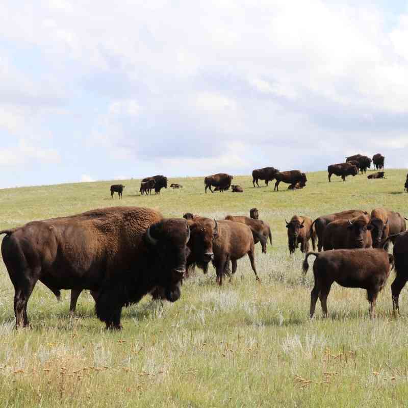 Fort Peck Bison Release - Herd on bison on hill - WS landscape