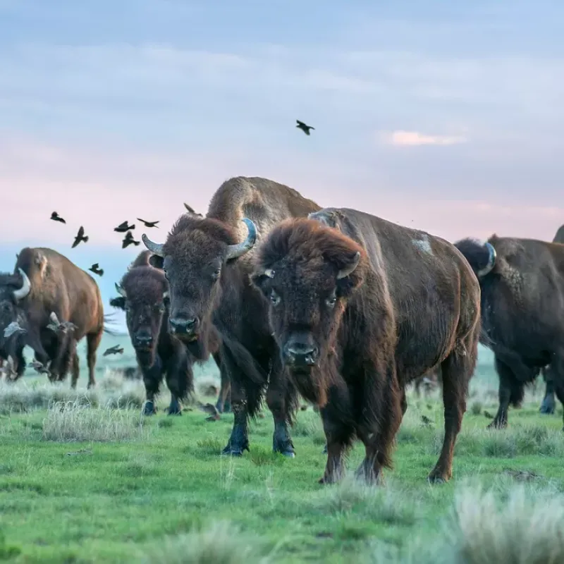 SPLT bison herd of Yellowstone genetics
