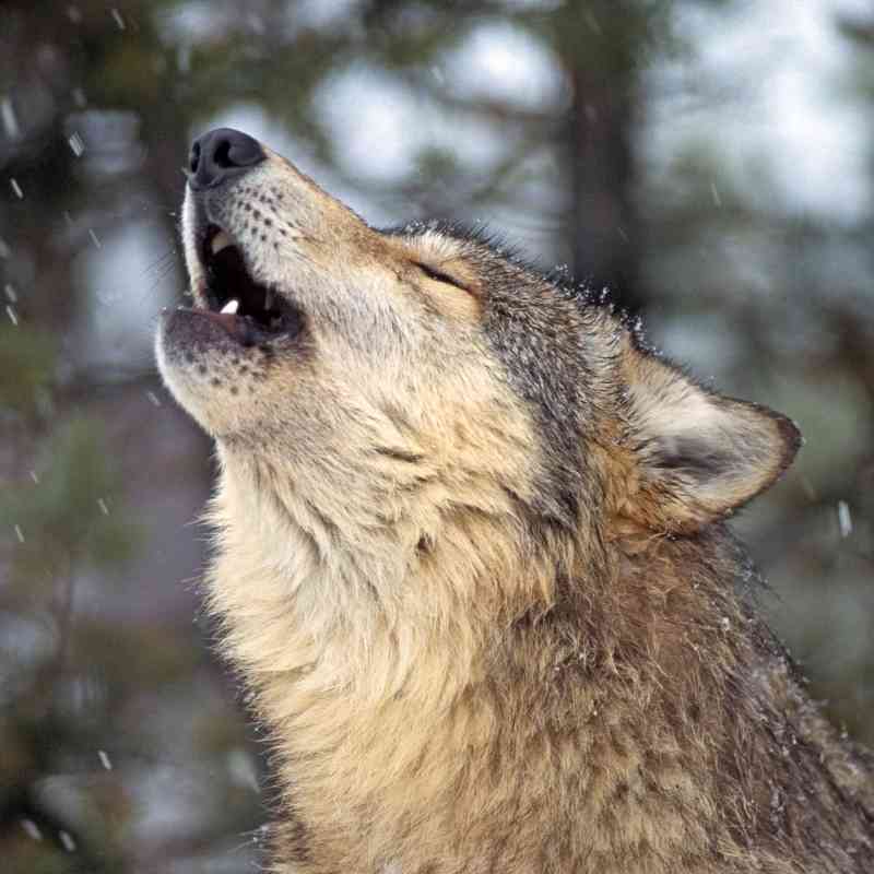 Gray Wolf Howling in Snow - Montana