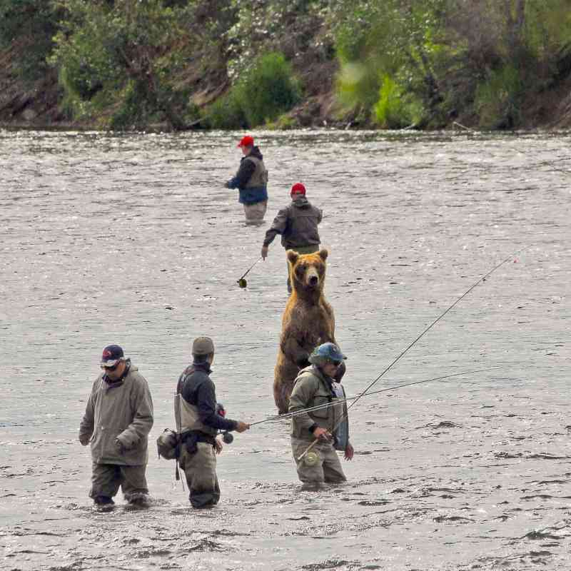 Brown Bear Joining in the Salmon Fishing - Alaska 