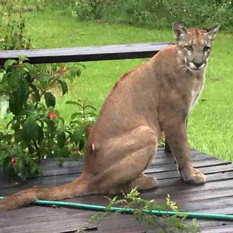 Florida Panther on Front Porch
