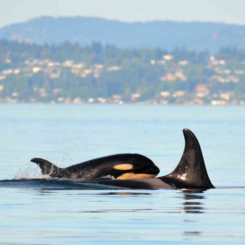 Southern Resident Orca Calf