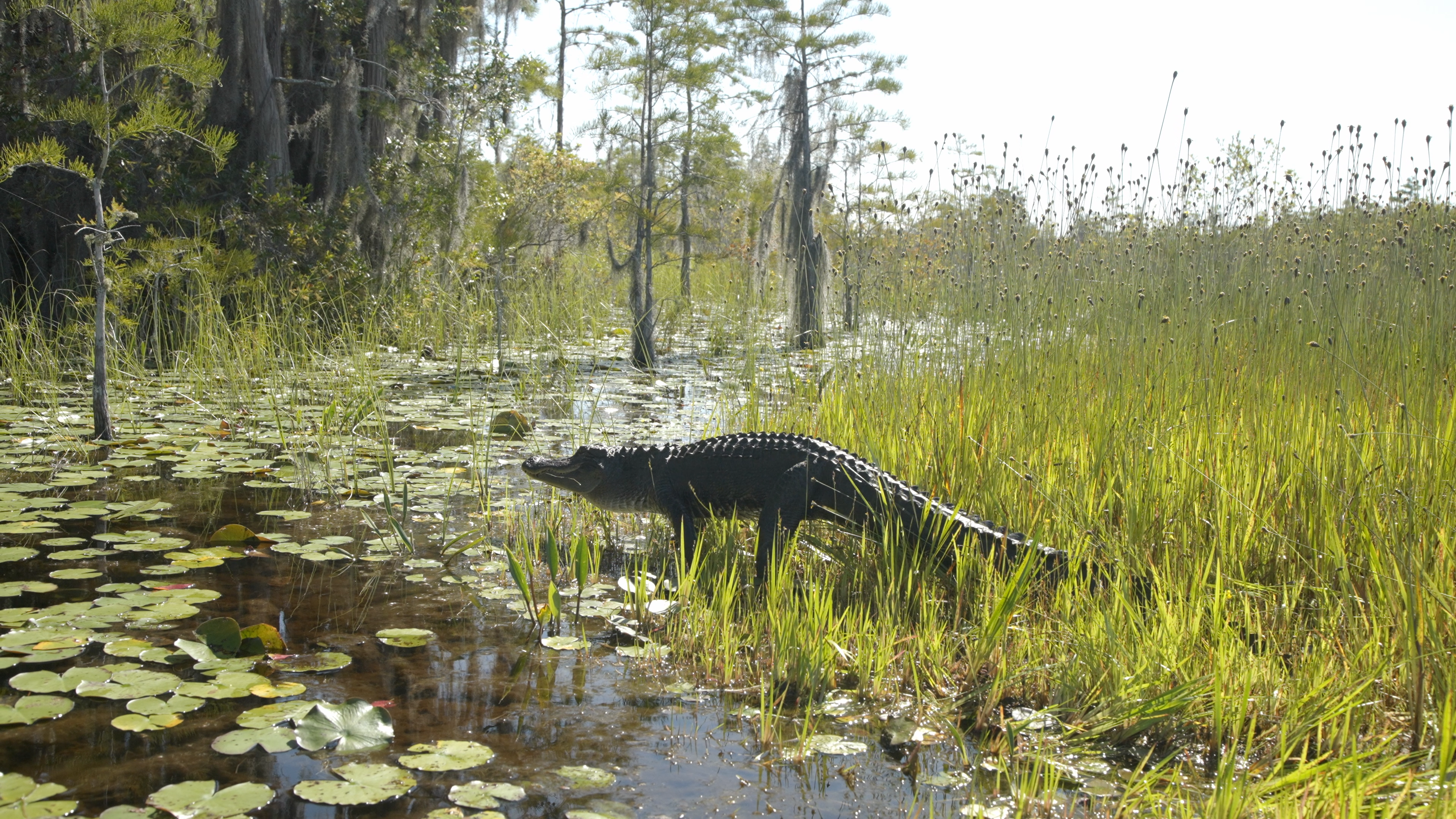 Alligator moving through the grass to water - Okefenokee National Wildlife Refuge - Georgia