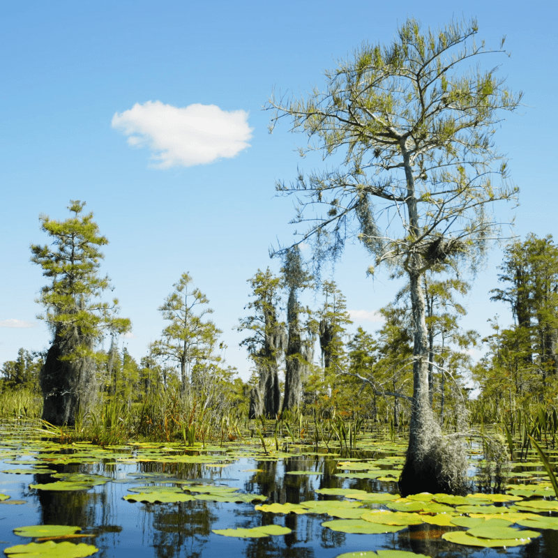 Swamp and a single cloud - Okefenokee National Wildlife Refuge - Georgia