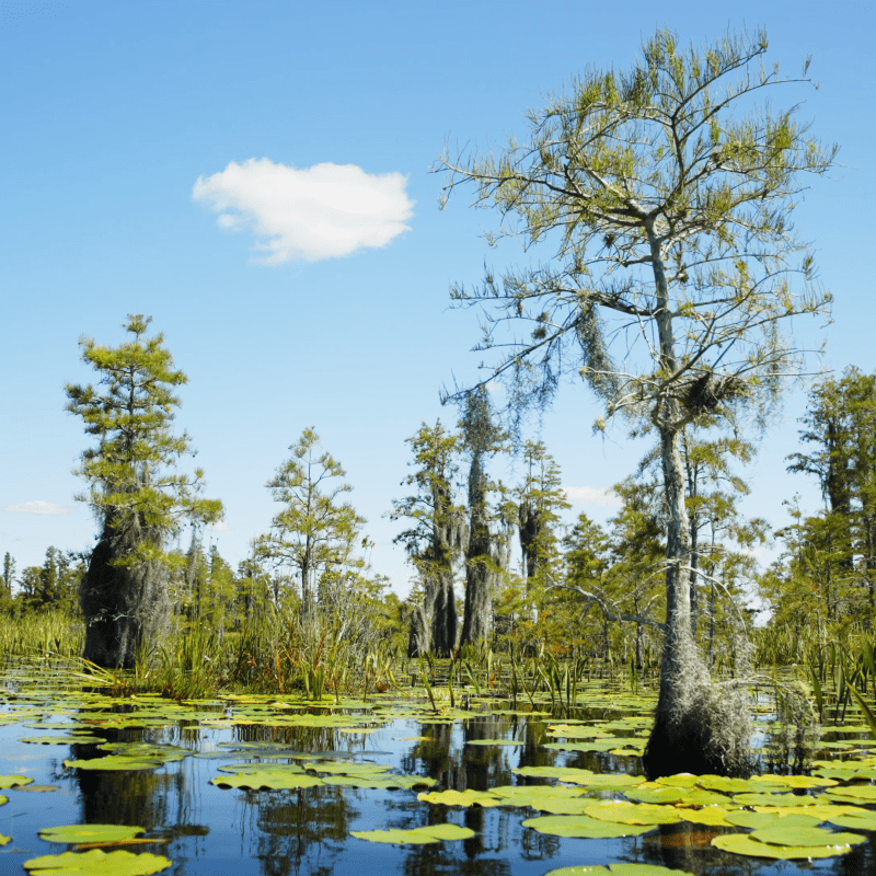 Swamp and a single cloud - Okefenokee National Wildlife Refuge - Georgia