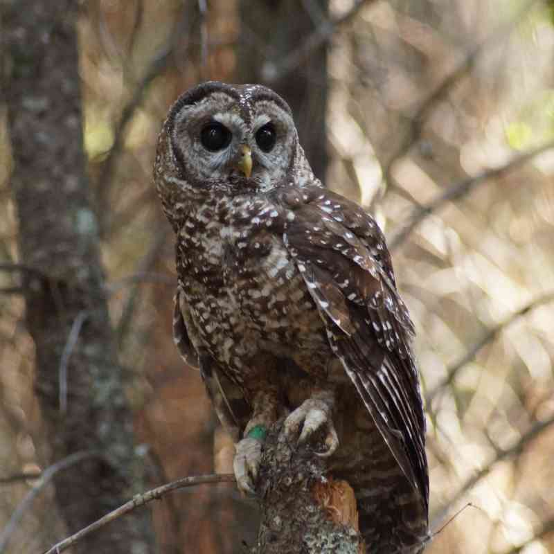 CA Spotted Owl