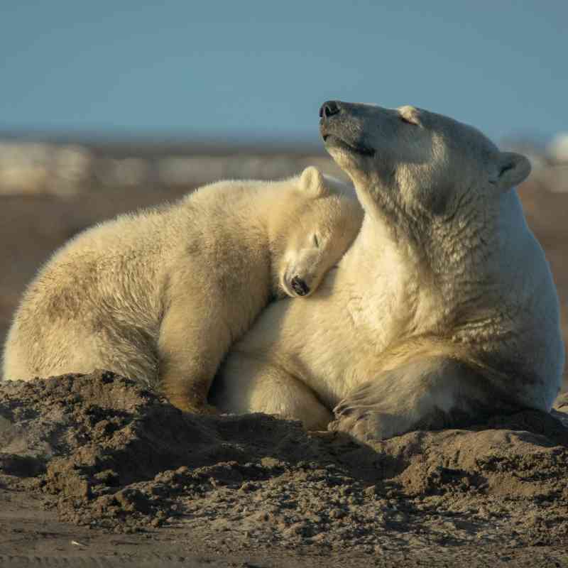 Polar Bears Playing in the Sand