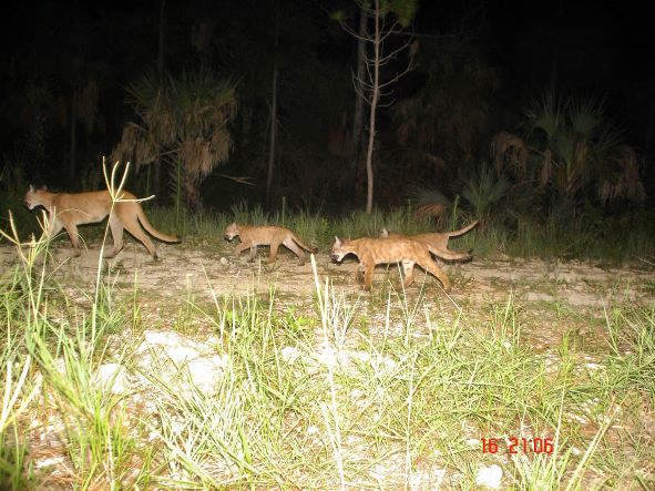 Florida Panther