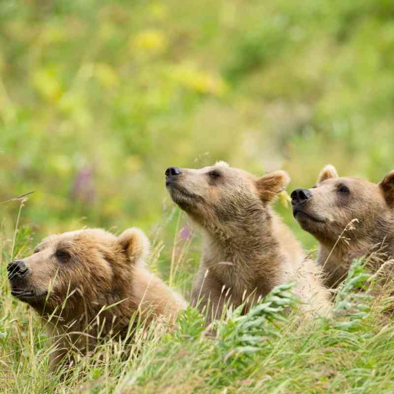 Curious Brown Bears - Kodiak National Wildlife Refuge - Alaska