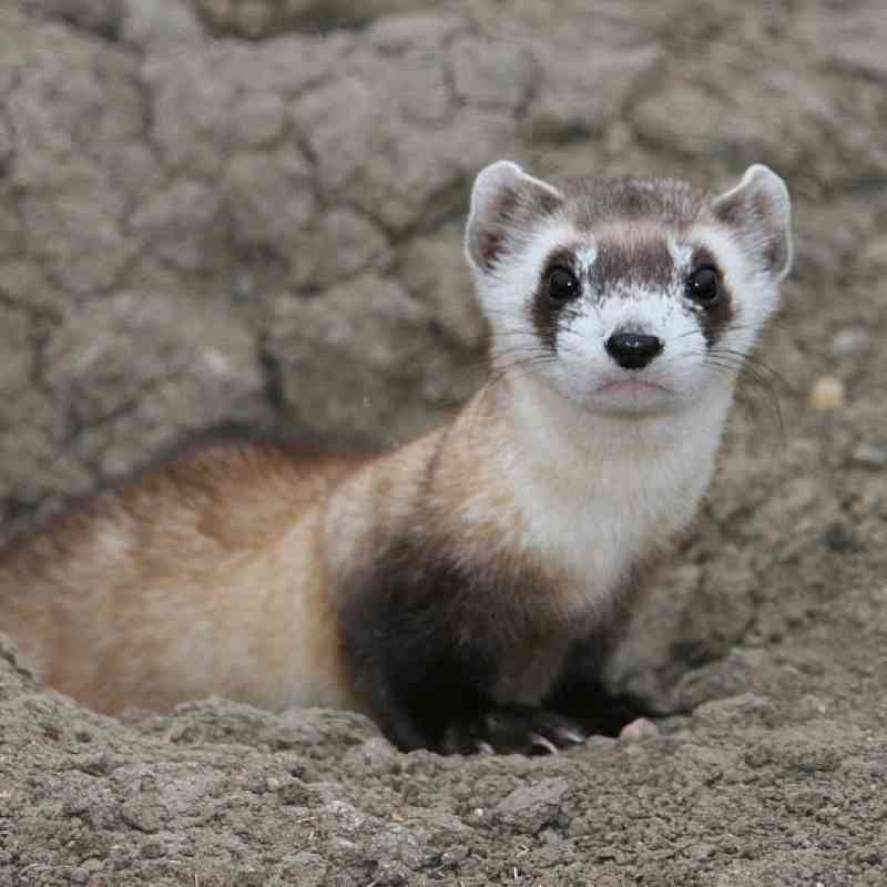 Black-Footed Ferret Poking its Head Out