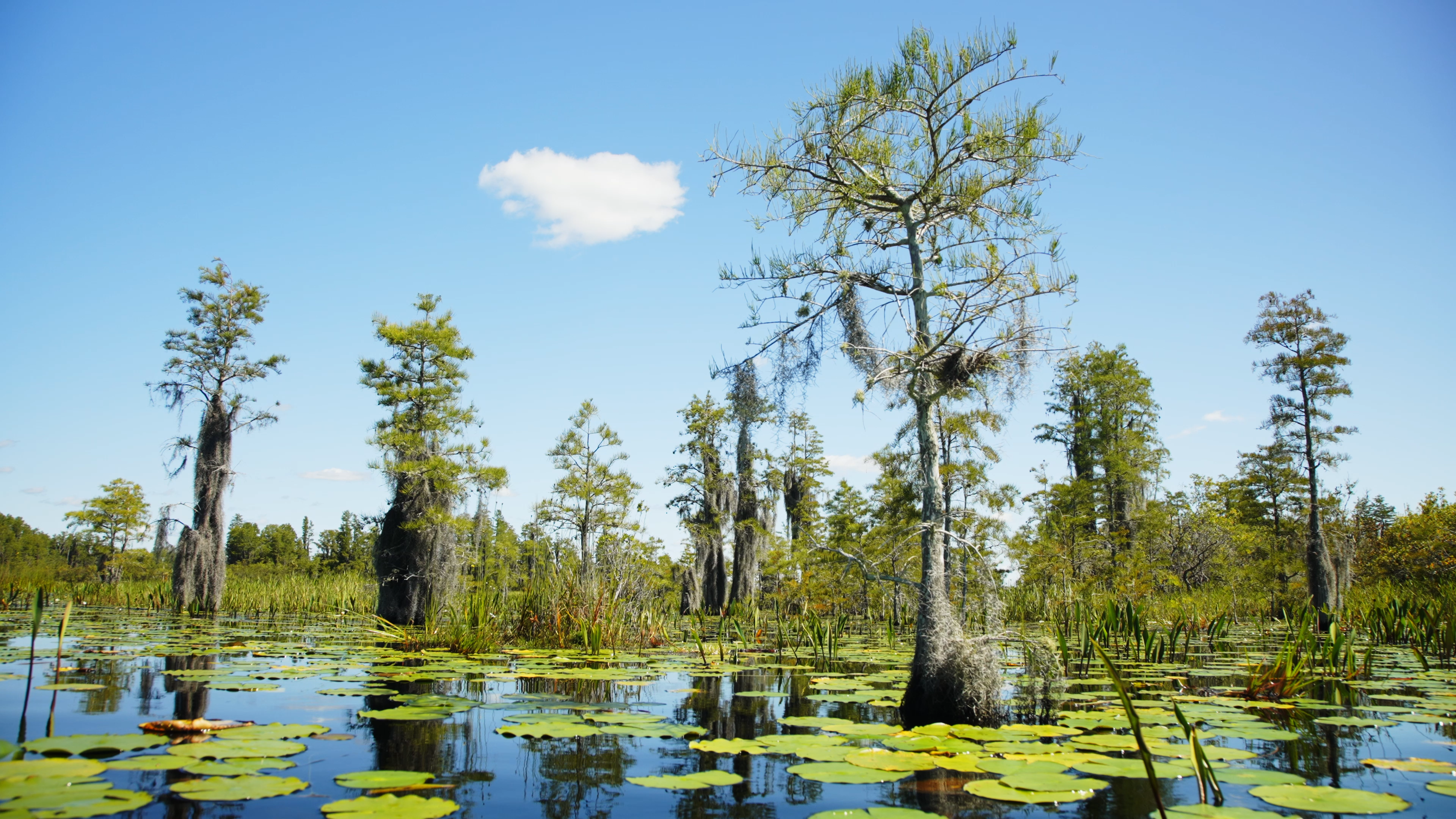 Okefenokee