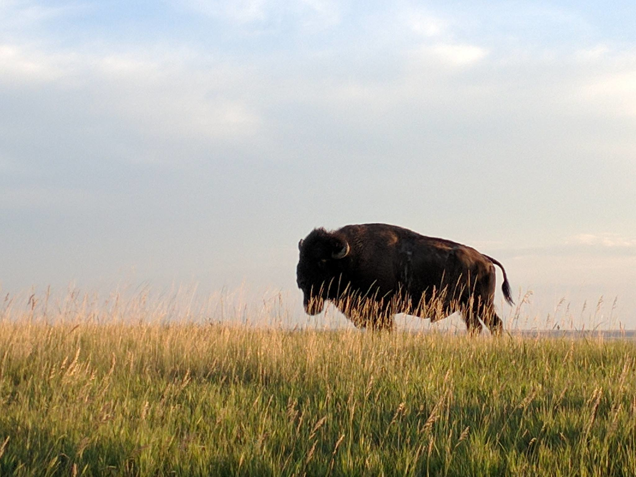 Bison in field