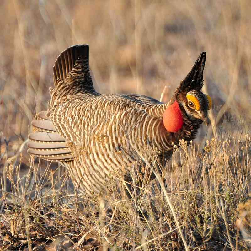 A Lesser Prairie Chicken male in New Mexico