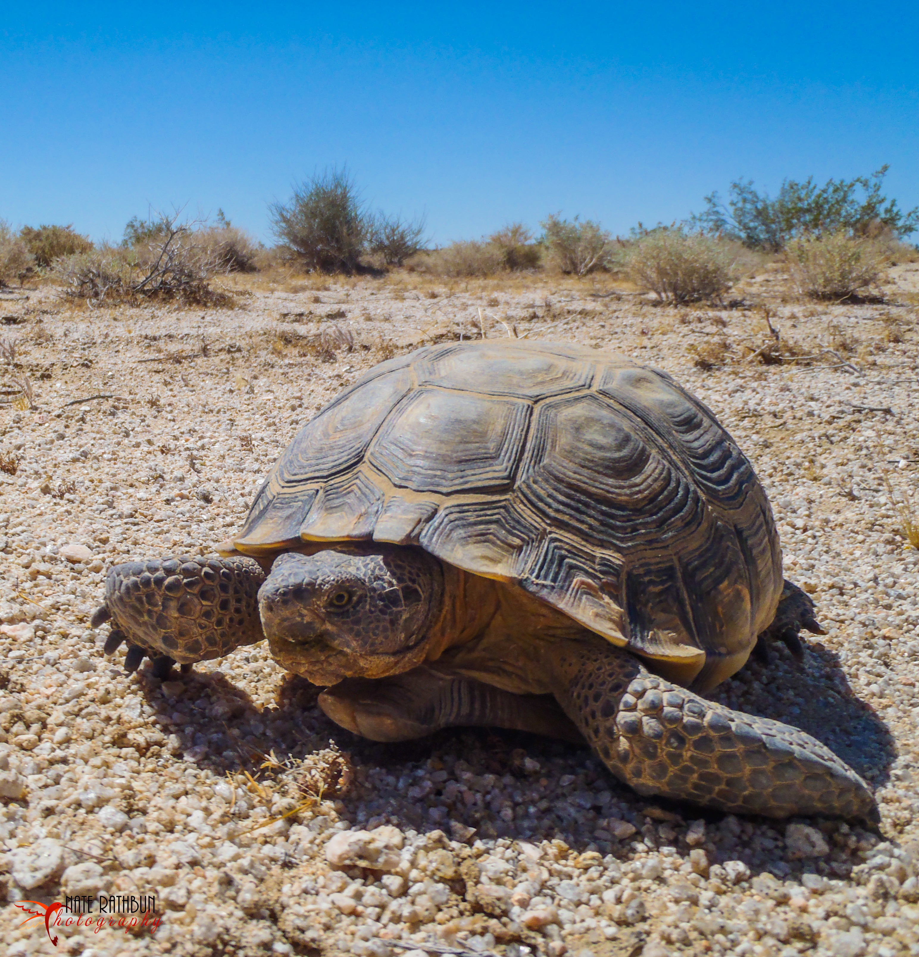 Desert Tortoises are a keystone - Get Outdoors Nevada