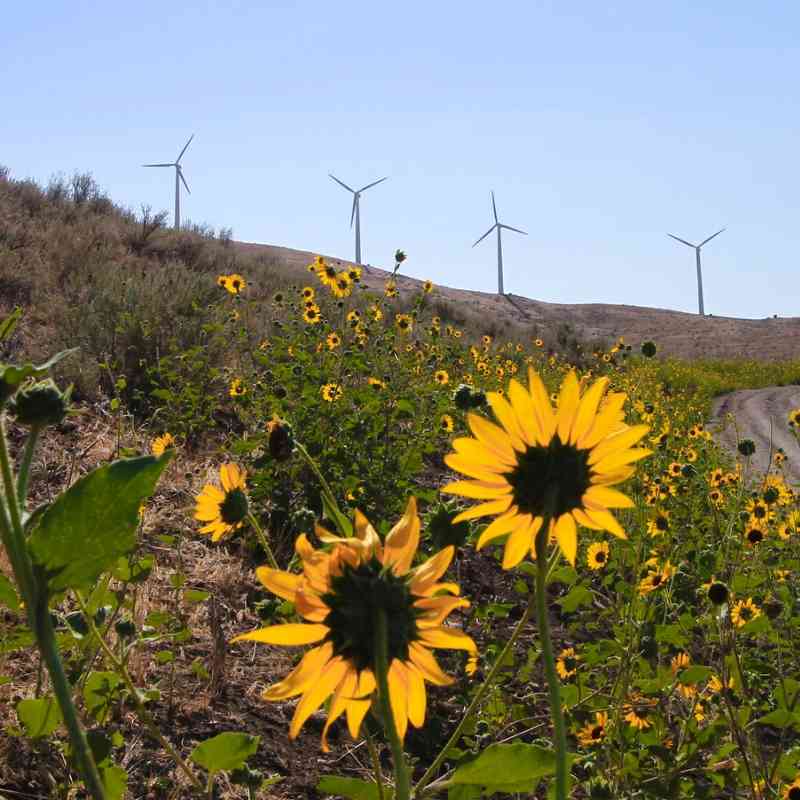 Oregon Renewables 