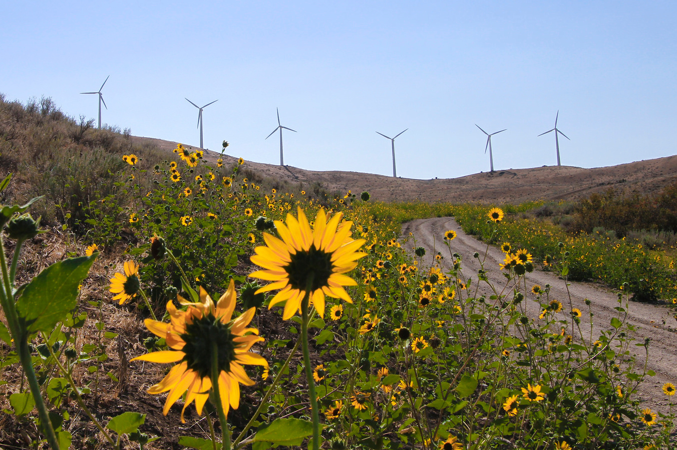 Oregon Renewables 