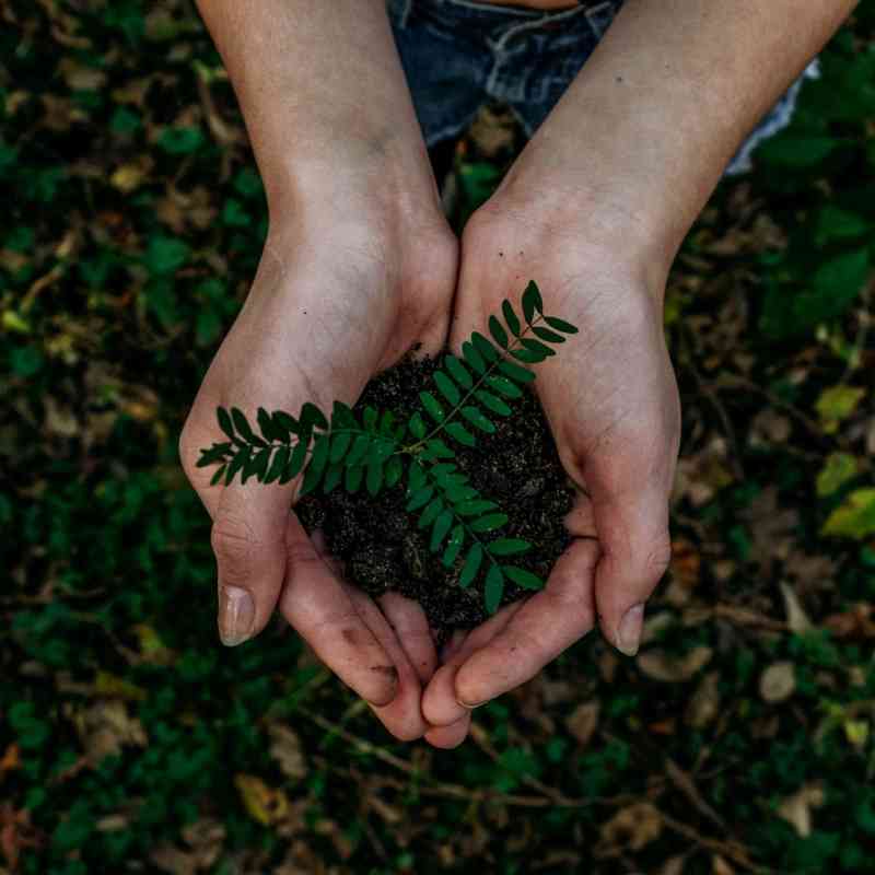 Aerial Photo of Hands Holding a Small Fern in Dirt