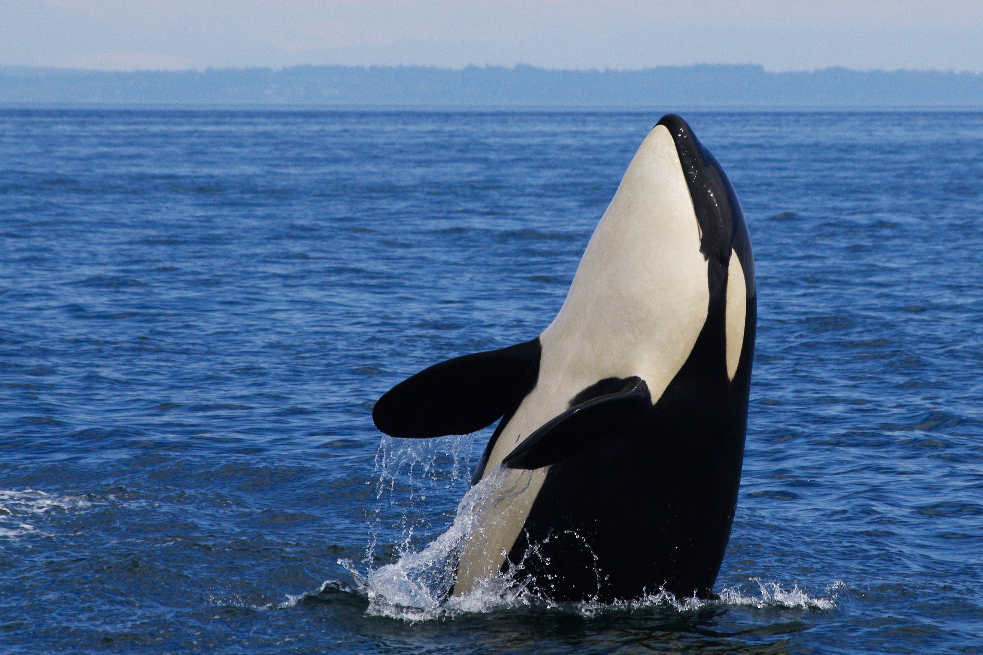 Young J-Pod Southern Resident Orca - Straight of George - British Columbia - Canada - Katie Jones