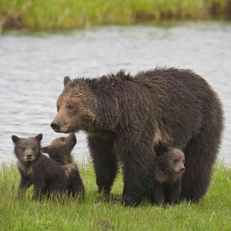 Grizzly Bear Family at the River - Gibbon River - Yellowstone National Park - Wyoming - Sam Parks