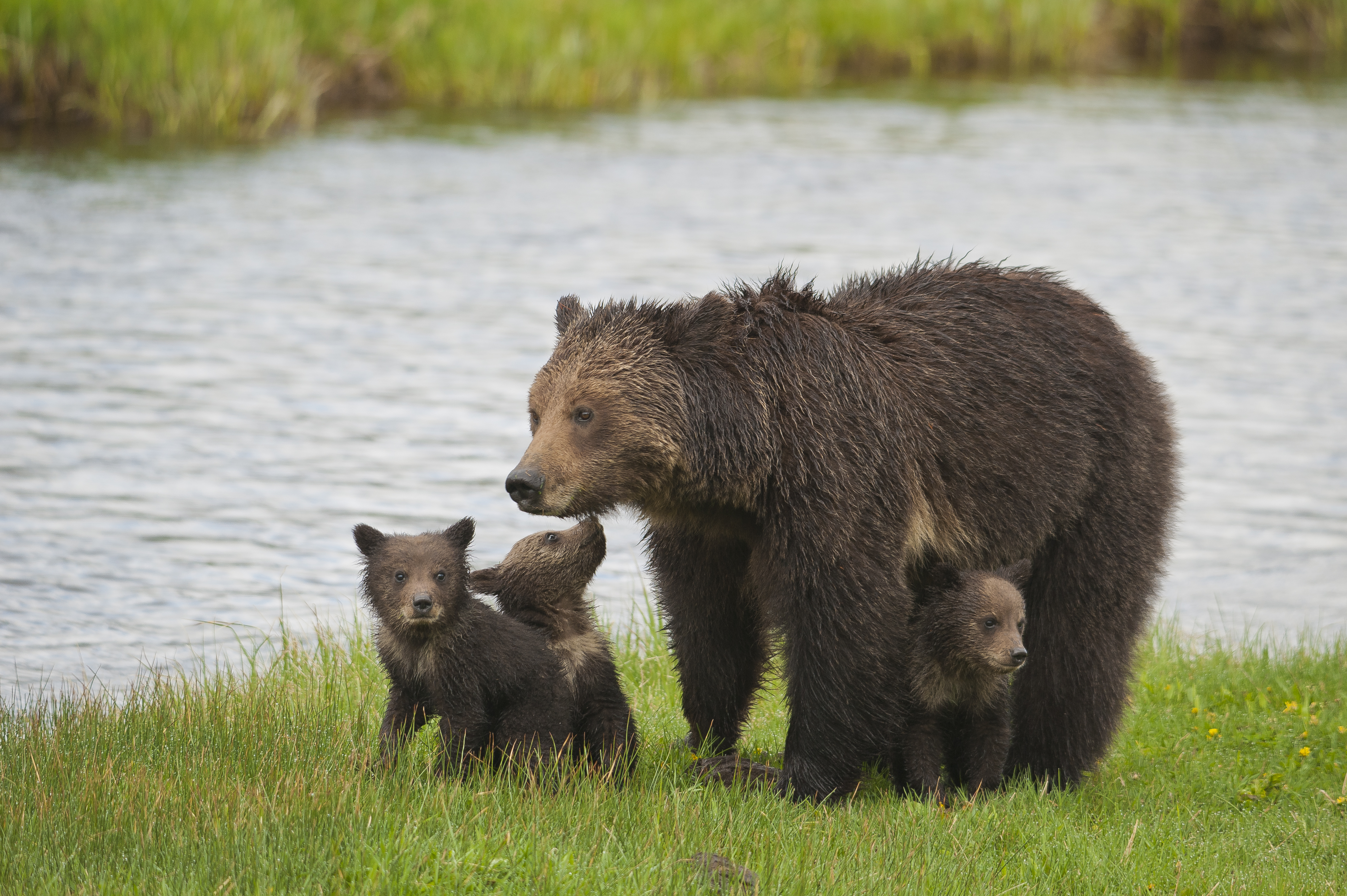 Grizzly Bears: Two Truths and a Myth - The National Wildlife Federation Blog