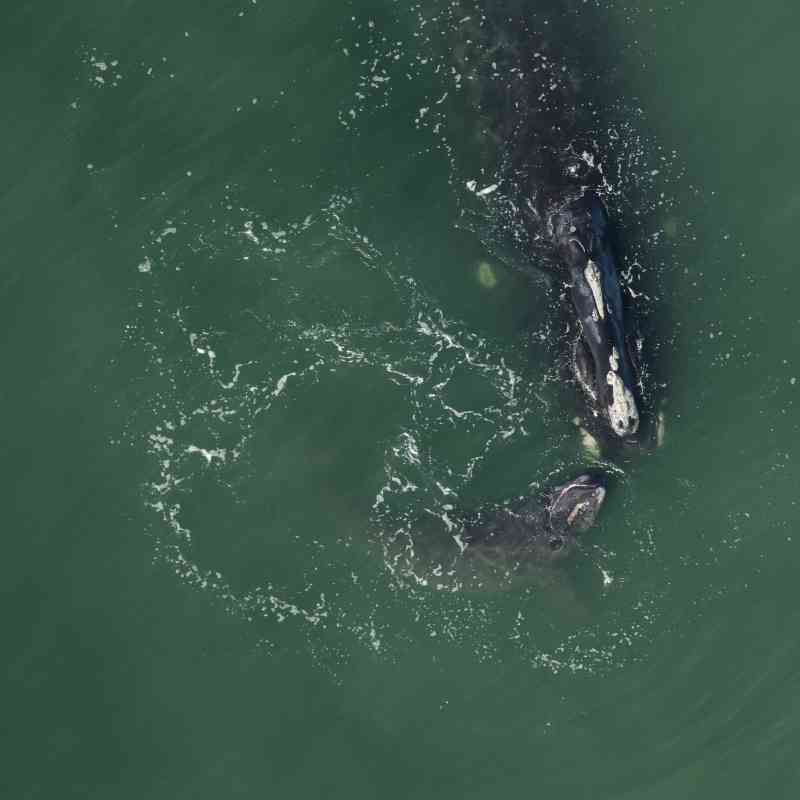 North Atlantic Right Whale 