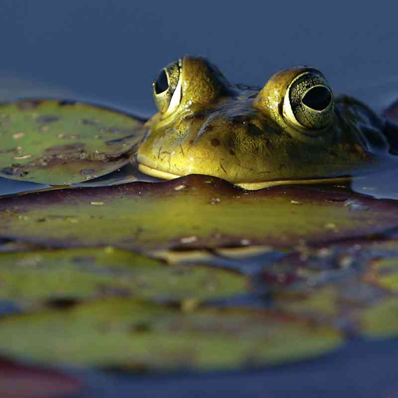 2006.07.16 - Bullfrog Among the Lily Pads - Munsel Lake - Florence - Oregon - Kevin Clark