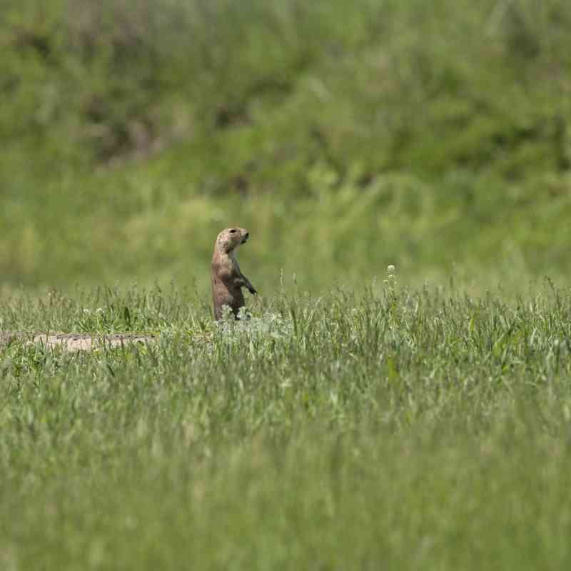 2010.06.04 - Prairie Dog Sentinel - Custer State Park - South Dakota - Randy Vacchi