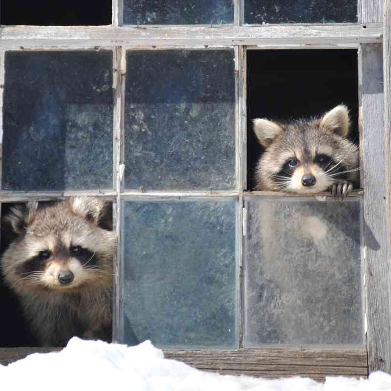 Raccoons Peeking Through Broken Window