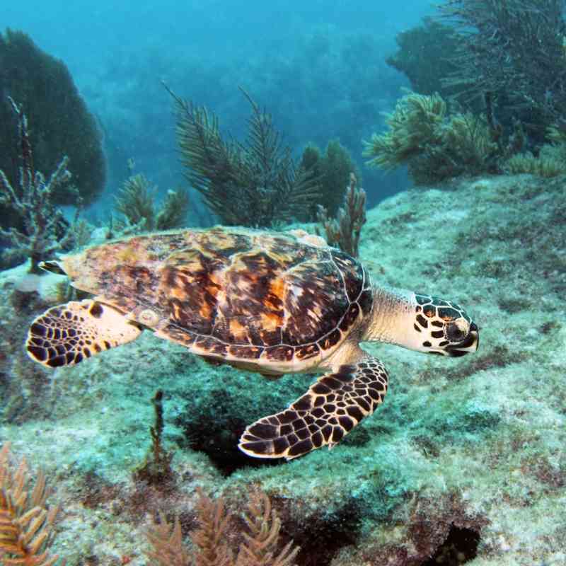 2014.12.16 - Hawksbill Sea Turtle - Florida - Joe Quinn-Alamy Stock Photo