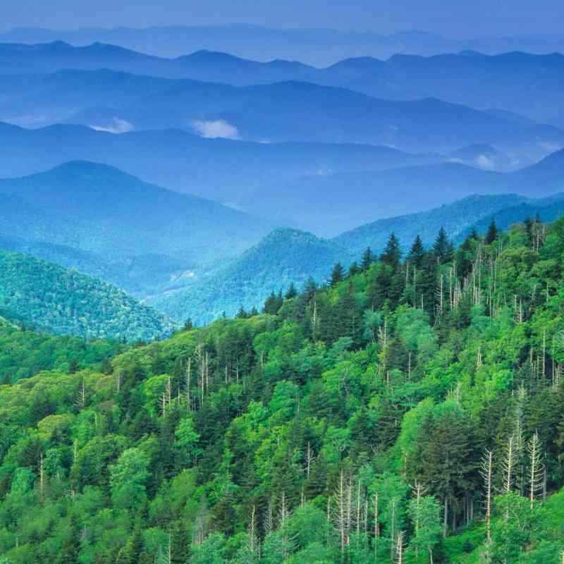 2017.03.22 - Expansive Forest - Nantahala National Forest - Blue Ridge Mountains - North Carolina - Bill Lea