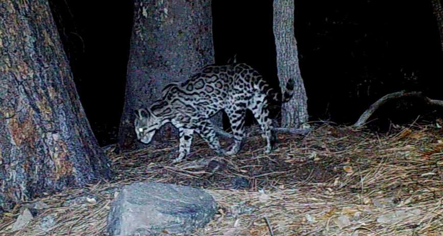 full grown ocelot