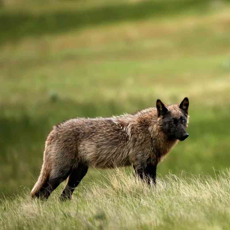 2012.06.10 - Gray Wolf - Yellowstone National Park - Wyoming - Jim Chagares