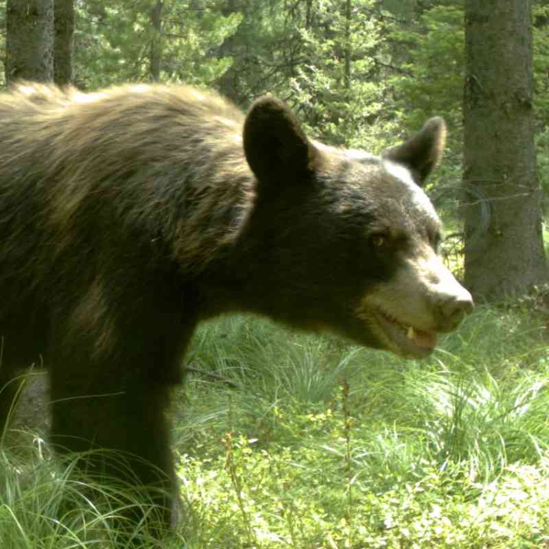 2021.09.08 - Black Bear - Bitterroot Trail Cam - DOW.JPG