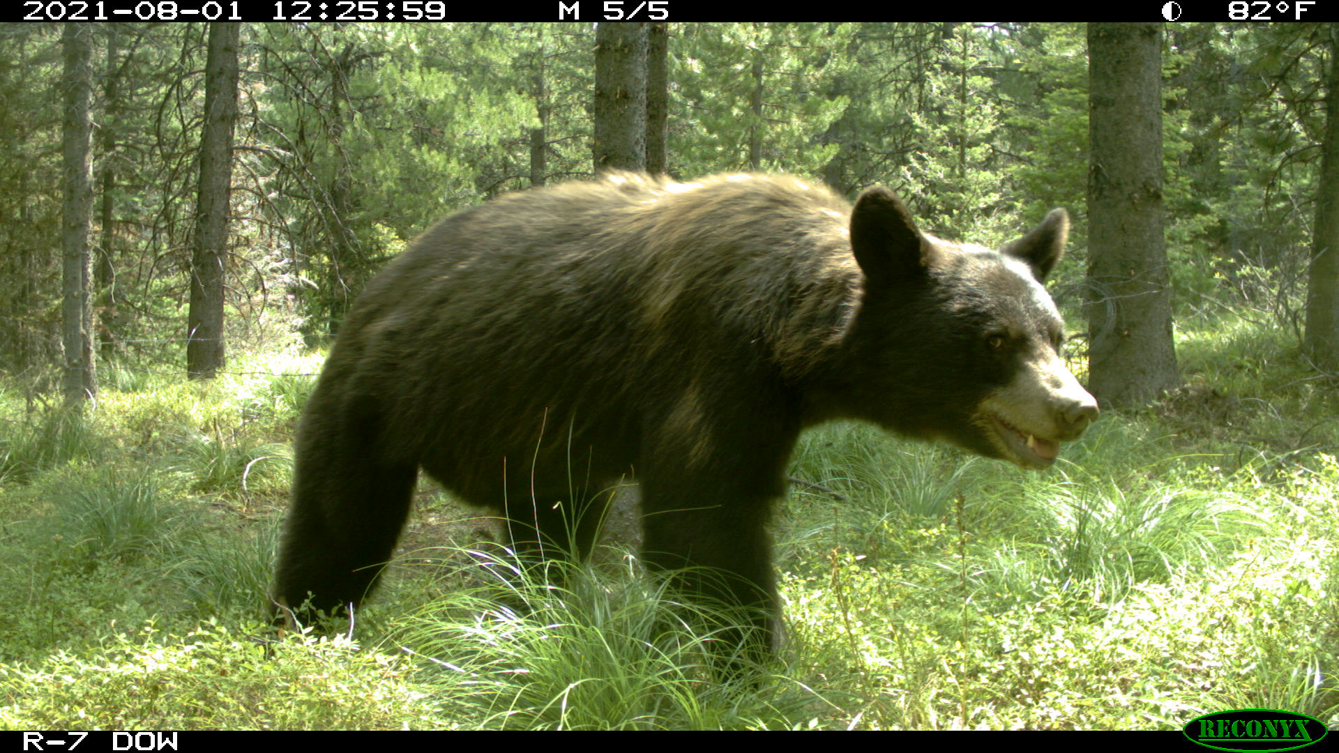 Know the Language of Black Bears