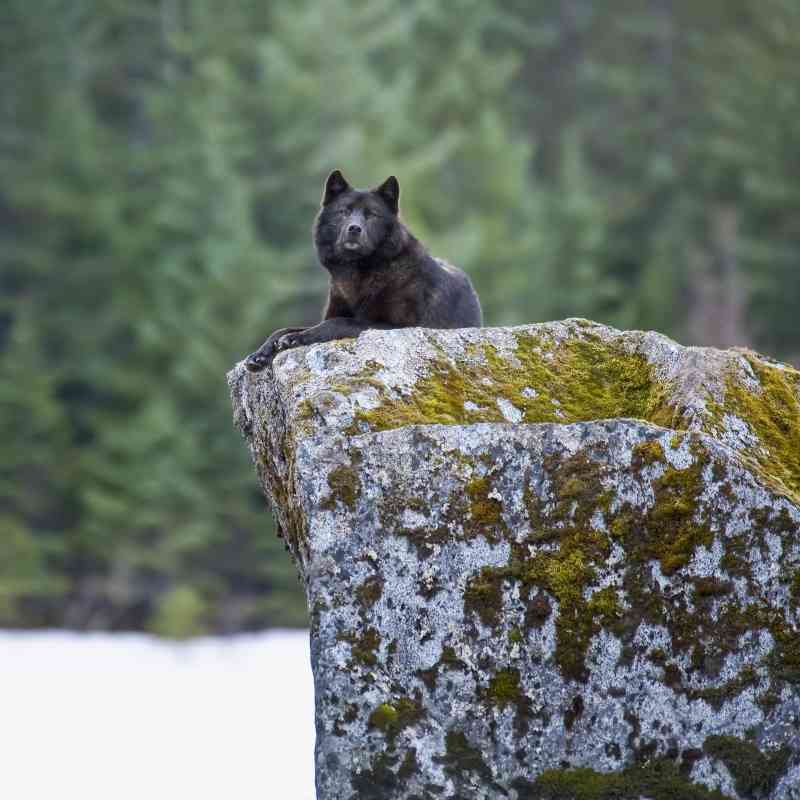 2006.03.28 - Alexander Archipelago Wolf on Boulder - Alaska - John Hyde-Wild Things Photography
