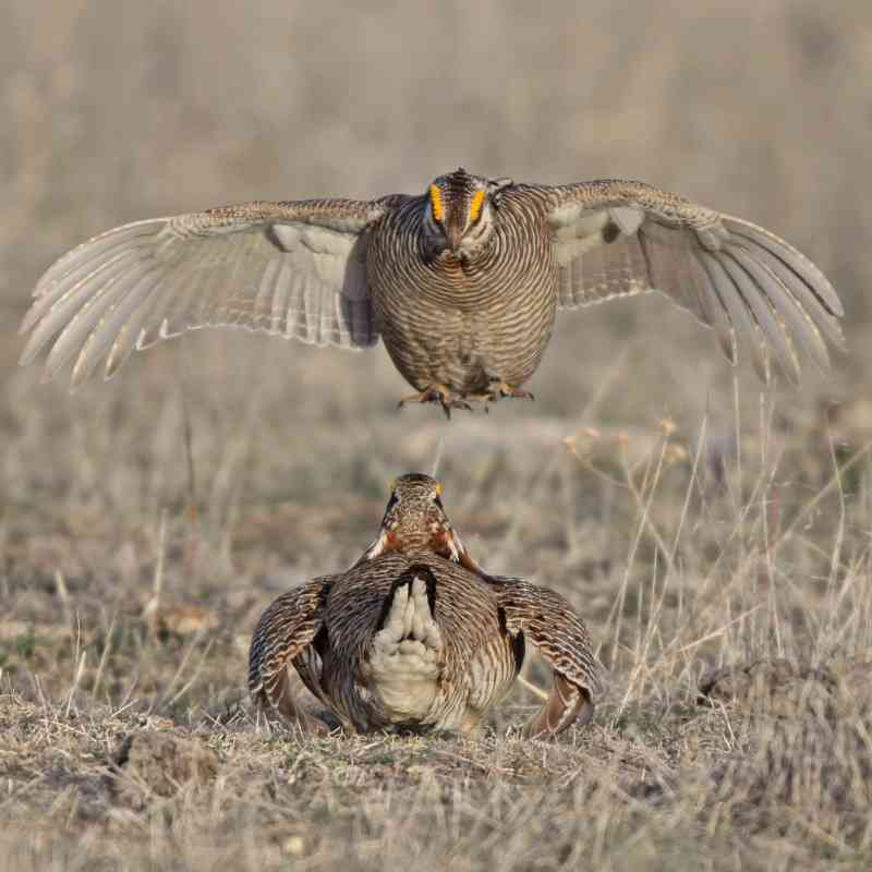 2013.03.27 - Lesser Prairie Chicken Confrontation - Texas - Margaret Sloan.jpg