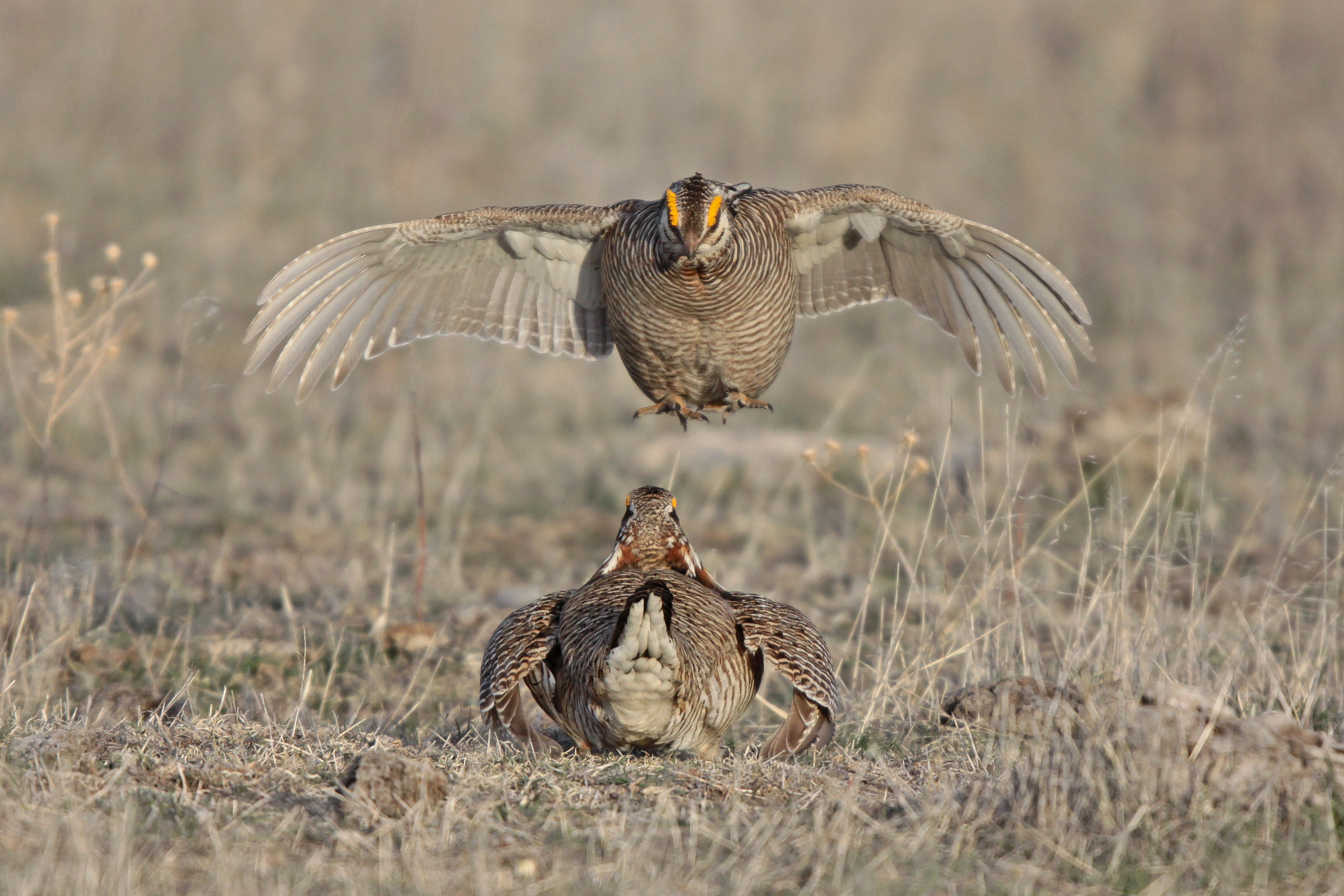 2013.03.27 - Lesser Prairie Chicken Confrontation - Texas - Margaret Sloan.jpg