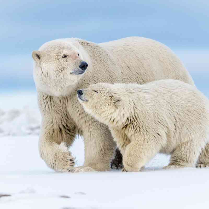 2015.10.05 - Polar Bear Mother With Cub - Arctic National Wildlife Refuge - Alaska - Debbie Tubridy