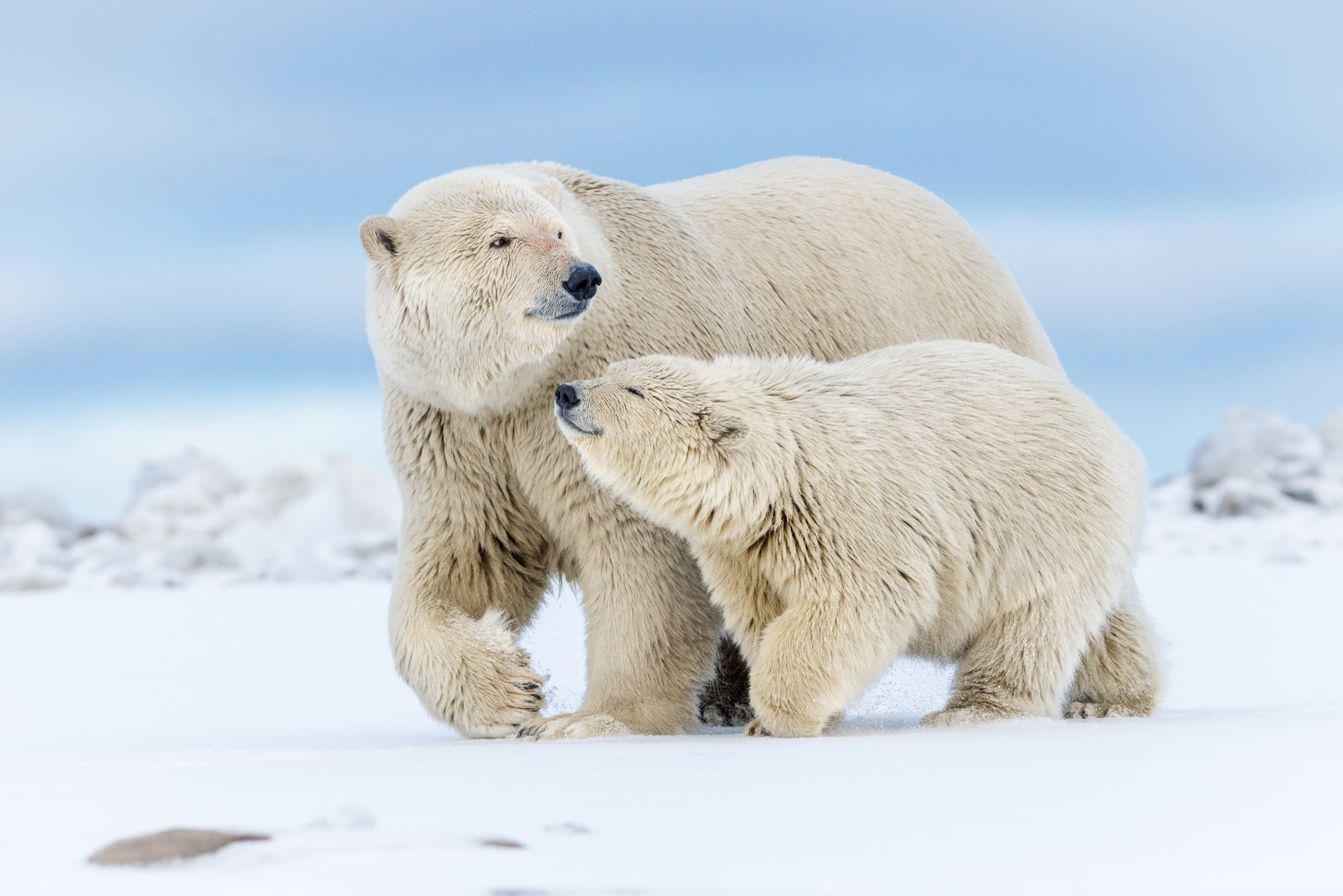 2015.10.05 - Polar Bear Mother With Cub - Arctic National Wildlife Refuge - Alaska - Debbie Tubridy