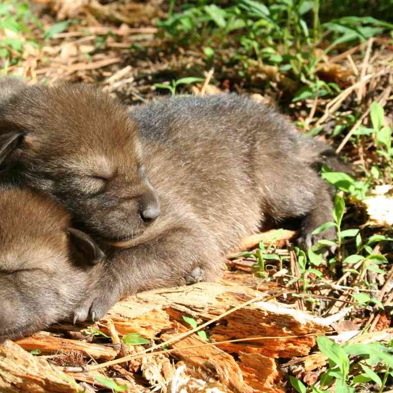 2016.06.01 - Red Wolf Foster Pups Cuddling - Ryan Nordsven USFWS