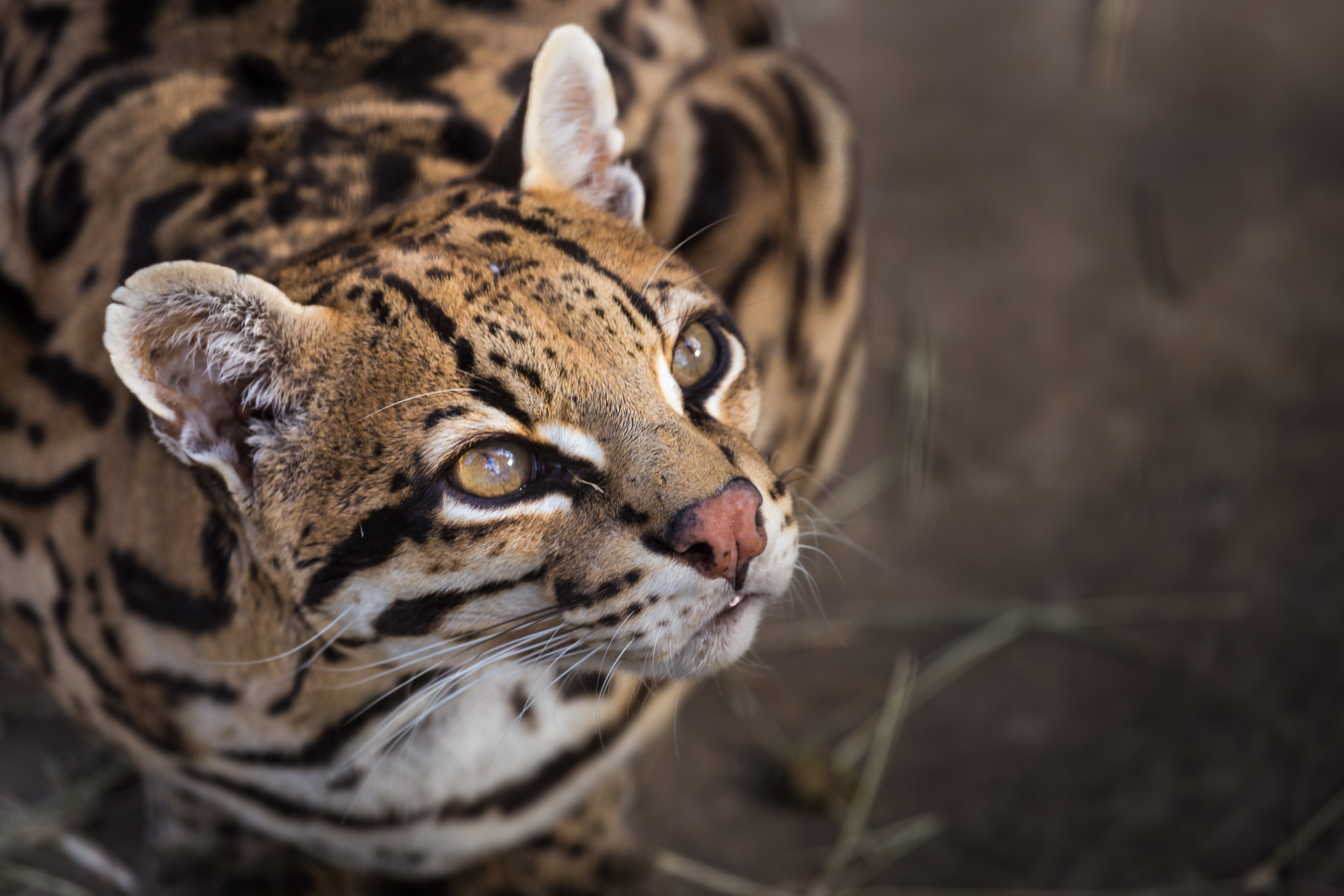 Ocelot looking up