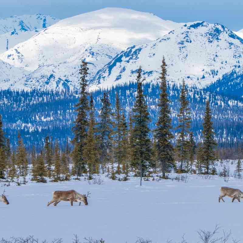 2018.04.24 - Porcupine Caribou - Arctic Refuge - Expedition - Alaska - La Zelle and Gates
