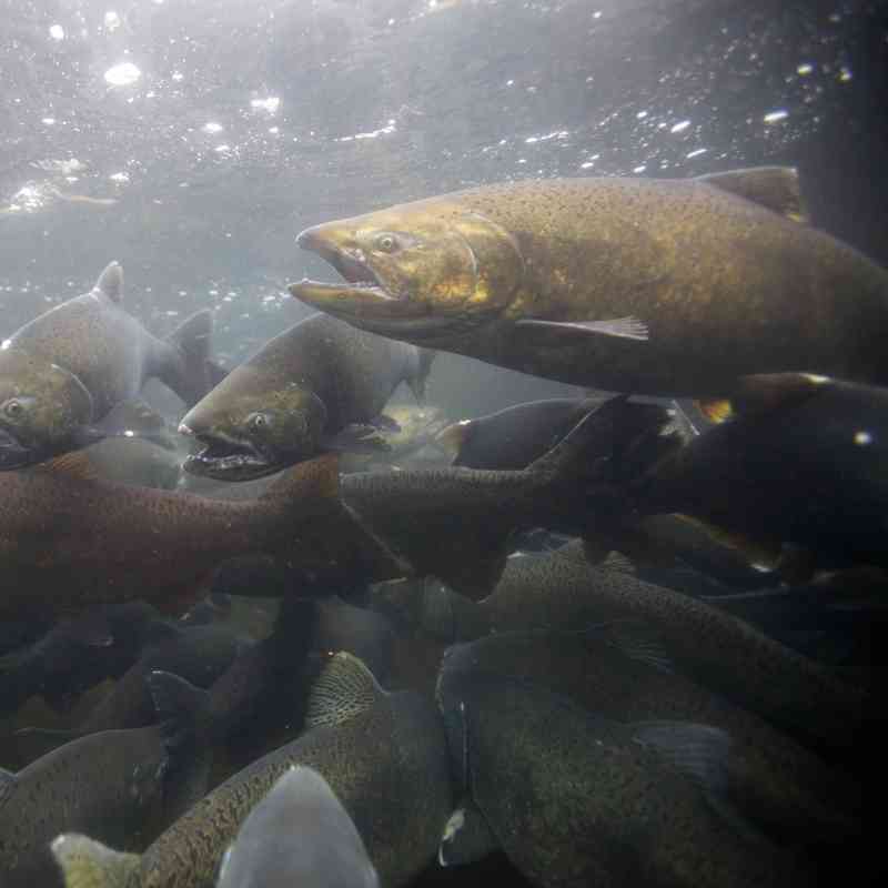 2020.02.26 - Chinook Salmon - Spawing in Fall - Pacific Northwest - Ryan Hagerty-USFWS