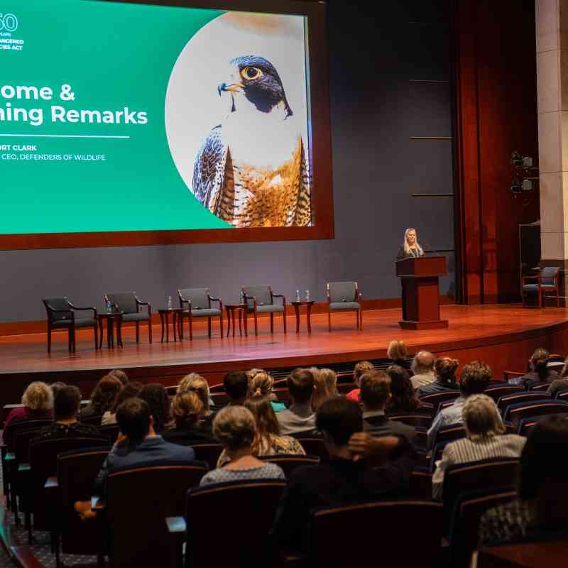 2023.09.12 - DC - ESA Symposium - Jamie Rappaport Clark delivering opening remarks from audience back left - Defenders of Wildlife